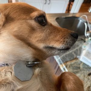 Meet your Posher, Nick